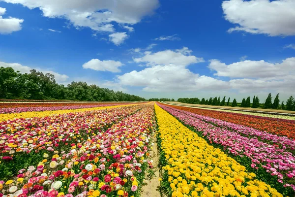 Wiosną Kwitnące Jaskry Kibbutz Kwiat Granicy Strefy Gazy Dywan Wspaniały — Zdjęcie stockowe