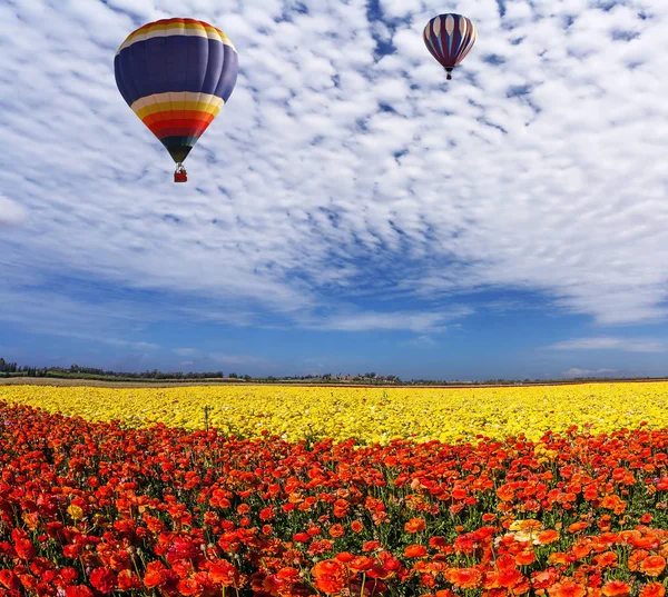 Dwa Ogromne Balony Multi Kolor Powoli Leci Chmury Pola Kwitnących — Zdjęcie stockowe