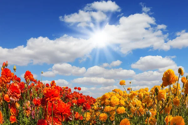 Parlak Güney Güneş Kırmızı Bahçe Düğünçiçekleri Düğünçiçeği Alanlarında Aydınlatır Açık — Stok fotoğraf