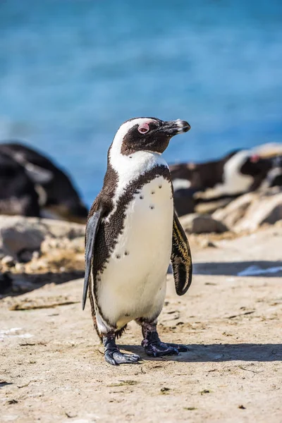 Африканский Черно Белый Пингвин Пляже Колонии Ваулдерс Пенгвин Национальный Парк — стоковое фото
