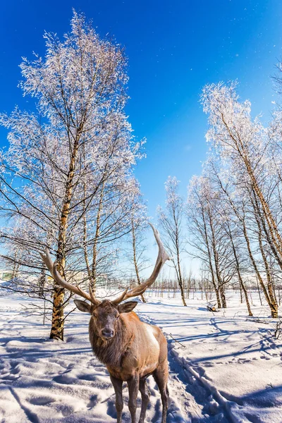 Magnificent Reindeer Branched Horns Ski Road Snow Covered Aspen Grove — Stock Photo, Image