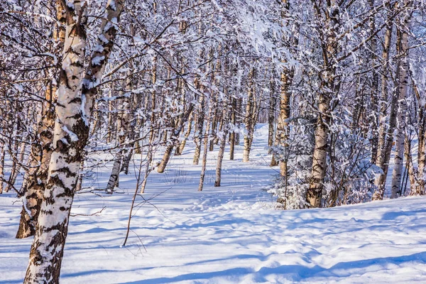 Ormanın Saydam Soğuk Hava Woodlands Arctic Parlak Soğuk Kış Günü — Stok fotoğraf