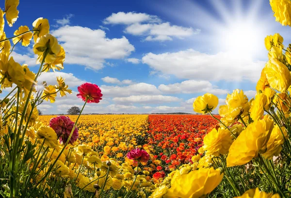 Concept Van Het Plattelandstoerisme Zuidelijke Warme Zon Brandt Bloembollenvelden Van — Stockfoto