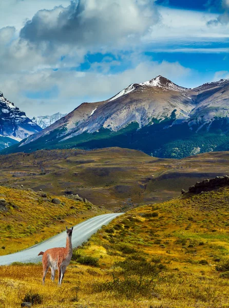 Guanaco Vejene Grusvejen Går Det Fjerne Bjerge Klipper Torres Del - Stock-foto