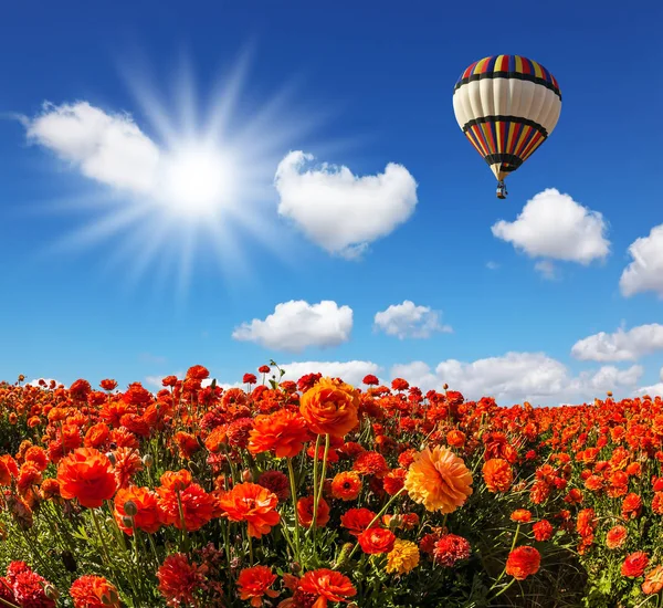 Jarní Slunce Vícebarevné Balon Nad Pole Červené Zahradní Pryskyřníky Koncepce — Stock fotografie