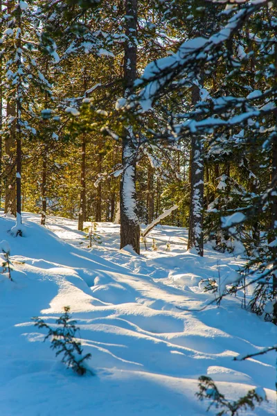 寒冷的冬日 在白雪覆盖的森林里透明的冷空气 在北极的圣诞节 积极生态旅游理念 — 图库照片