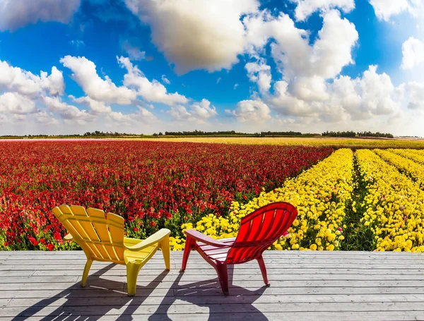 Convenientes Sillas Reclinables Plástico Rojo Amarillo Están Junto Campo Flores — Foto de Stock
