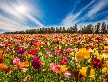 Çiftlik tarlada kırmızı, sarı ve turuncu çiçekler. Yumuşak güneş cirrus bulutlar parçalanıyor. Aktif ve ekolojik turizm kavramı