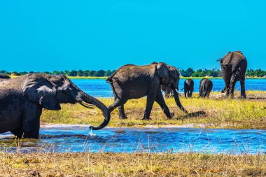 Filler yetişkin ve sığ suda bir nehir geçiş yavrularını sürüsü. Okavango Deltası'nda sulama. Botsvana Chobe Ulusal parkta. Aktif Turizm kavramı