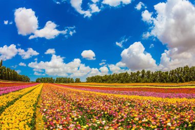 Renkli alan, çiçeklerle dikti. Bahçe Düğünçiçekleri bloom parlak renkler. Güneşli bir günde yürümek. Eko-turizm kavramı
