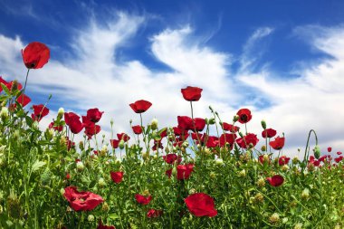 Muhteşem kır çiçekleri - kırmızı Anemon. İsrail erken ilkbaharda. Bir sıcak bahar gününde yürüyüş. Ekolojik ve kırsal turizm kavramı