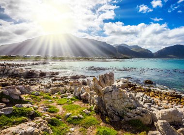  Afrika penguenler kıyı taşlar arasında. Atlantik Okyanusu sörf, yosun ve kayalar. Kayalar penguen kolonisi Masa Dağı Milli Park, Güney Afrika için. Ekoturizm kavramının