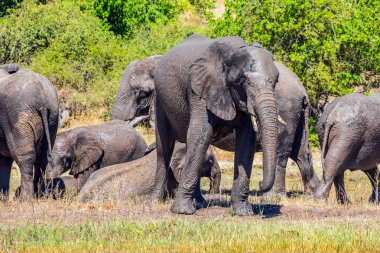 Afrika filler büyük sürüsü bir sulama yere. Aktif Turizm kavramı. Nehir Okavango, Botsvana, Chobe Ulusal Parkı