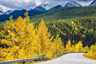  Sararmış ince aspens yolun yeşil Ladin bitişik yakınındaki. Muhteşem Rocky Dağları Kanada. Ekim ayında sıcak Hint yaz