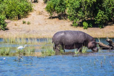 Nehir kıyısında sığ su aygırı kapatın. Okavango Deltası, Chobe Ulusal Parkı, Botsvana'da aşırı ve egzotik turizm kavramı