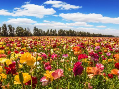 Çiçekli bahçe Düğünçiçekleri alan / Düğünçiçeği. Kibbutz İsrail güneyinde. Bahar İsrail. Paskalya hafta. Aktif ve ekolojik turizm kavramı
