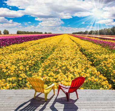 Rahat kırmızı ve sarı plastik sandalyeler dinlenmek için çiçek alanının yanında dur. Çiftçi alan bahçe Düğünçiçekleri - ekimi için Düğünçiçeği. Kırsal ve ekolojik turizm kavramı