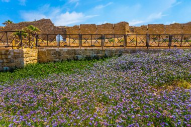 Eflatun çiçekler sahil üzerinde. İsrail. Güneşli bir bahar günü. Antik kenti ve Caesarea liman kalıntıları. Arkeolojik ve tarihsel turizm kavramı