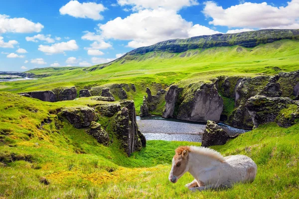 White Horse Bir Uçurumun Üzerinde Dinlenmiş Zlanda Çarpıcı Kanyonda Zlanda — Stok fotoğraf