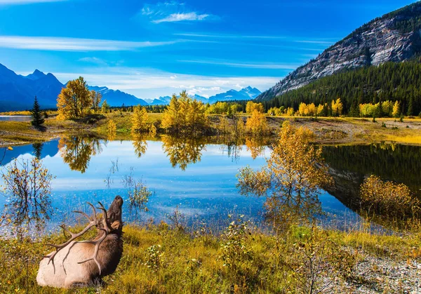 Indian Summer Rockies Magnificent Canadian Deer Branched Horns Resting Shore — Stock Photo, Image