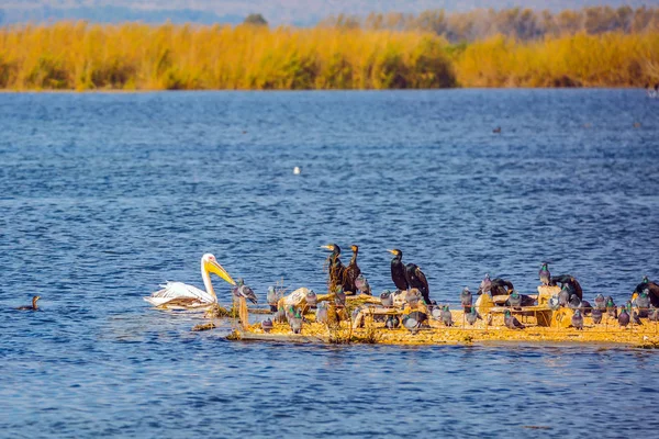 Çeşitli Kuşları Göl Hula Kışı Geçirirler Yoğun Çalılıkları Çim Hula — Stok fotoğraf
