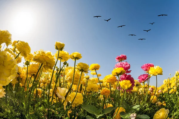 País Mágico Del Sol Cielo Las Flores Aves Migratorias Volando —  Fotos de Stock