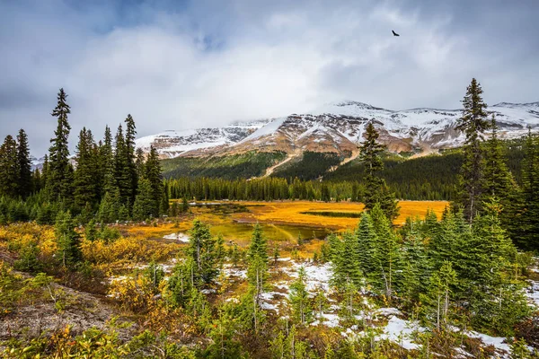 Yellow Grass Small Lakes Rocky Mountains Canada Wetland Foot Snow — Stock Photo, Image