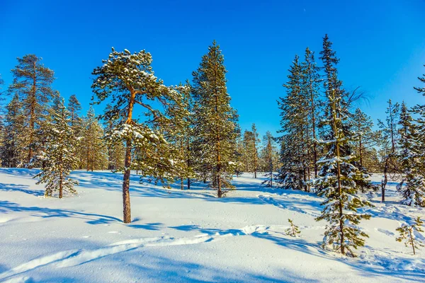 Lapland Noel Yemyeşil Kar Kayak Parkurları Güneşli Kış Günü Karlı — Stok fotoğraf