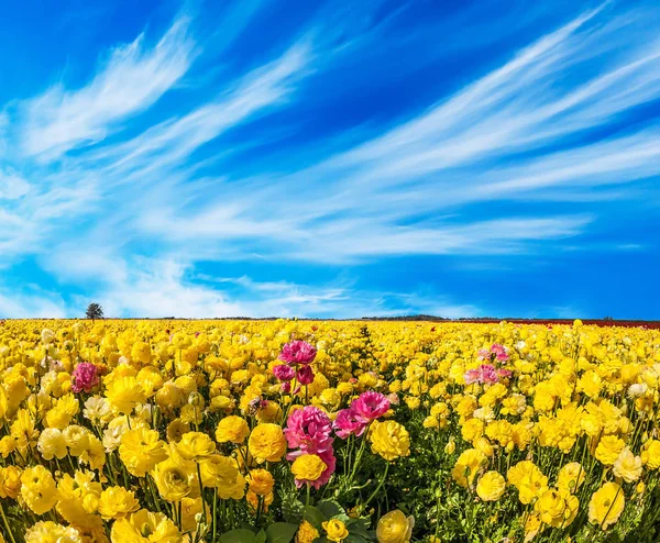 蓝色的天空中飘扬着海象云 五月多云的一天 可爱的黄色花园蝴蝶 农场田里盛开的牧草 生态旅游的概念 — 图库照片