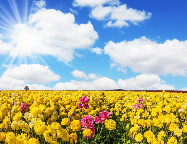 Schattige Gele Tuin Boterbloemen Ranunculus Bloei Een Boerderij Veld Lichte — Stockfoto