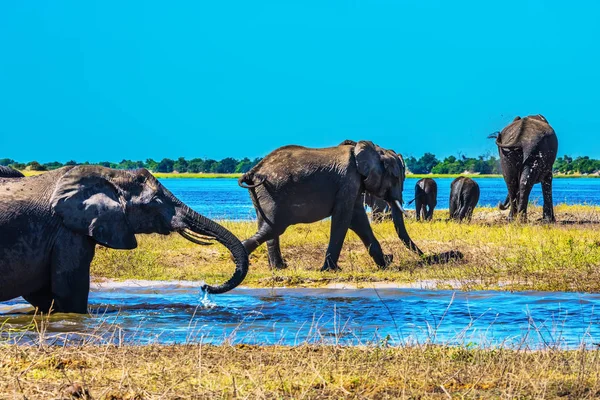 Manada Elefantes Adultos Cachorros Cruzando Río Aguas Poco Profundas Riego — Foto de Stock