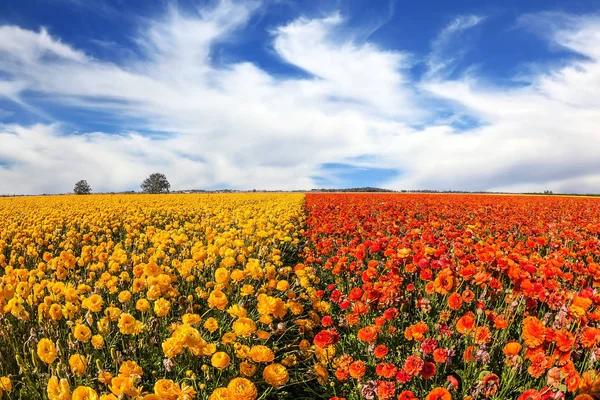 Campo Los Botones Florecientes Ranúnculo Fuerte Viento Primaveral Lleva Nubes — Foto de Stock