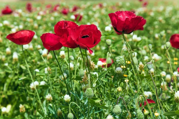 Início Primavera Israel Campos Anêmonas Vermelhas Florescentes Belo Dia Primavera — Fotografia de Stock