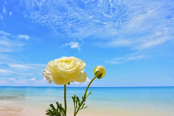 Adorable Jardín Blanco Buttercups Maravilloso Día Primavera Cálido País Del — Foto de Stock