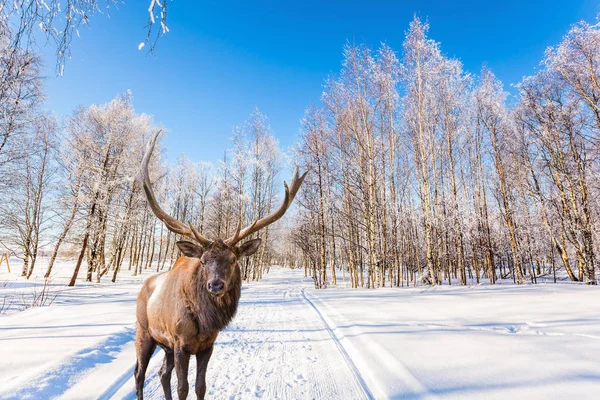 Concept Active Ecological Tourism Magnificent Reindeer Ski Road Snow Covered — Stock Photo, Image