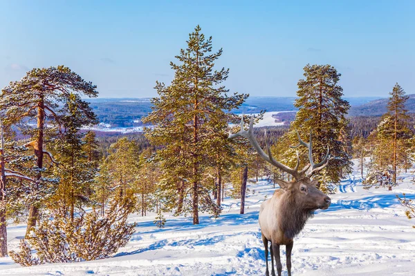 Concept of active and ecological tourism. Reindeer on an edge of the winter forest. Cold winter sunset in the Arctic