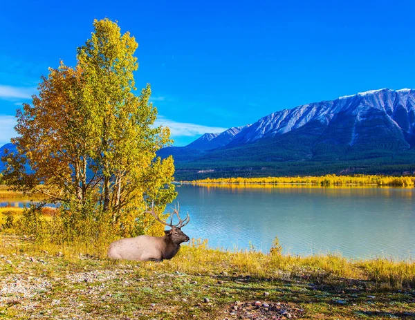 Rockies Kanady Koncept Ekologické Aktivní Turistiky Vznešené Kanadských Jelenů Rozvětveným — Stock fotografie