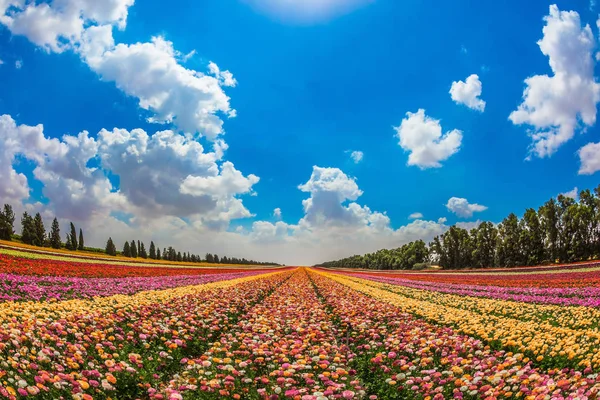 Живописное Сельское Поле Весна Израиле Великолепные Разноцветные Цветущие Садовые Лютики — стоковое фото