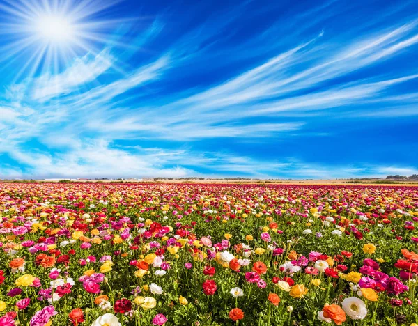 Blommande Färgglada Smörblommor Pittoreska Området Ljusa Solen Värmer Underbara Blommor — Stockfoto