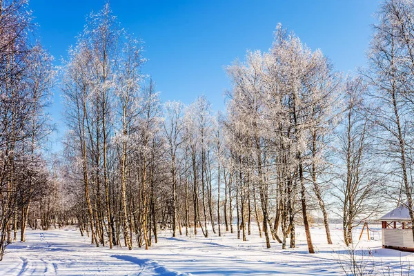 Aire Frío Transparente Arboleda Madera Dura Camino Agachado Nieve Soleado — Foto de Stock