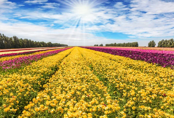 Bright spring sun shines through the clouds. The huge field of spring garden buttercups. Long stripes of yellow and red flowers. Concept of agritourism and ecological tourism
