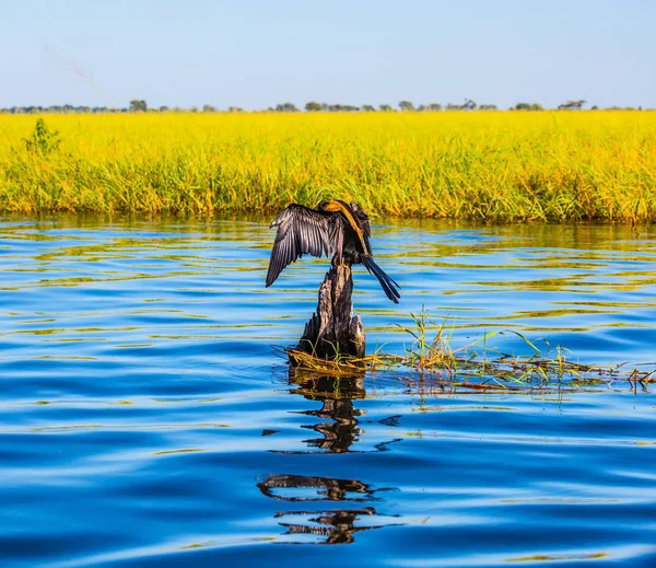 Big Bird wings opened sitting on a tree among water. Chobe National Park, Botswana. African cormorant dries its wings. The concept of extreme and exotic tourism