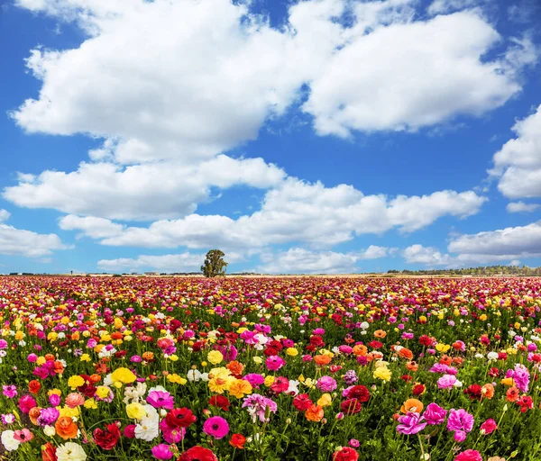 Kibbutz Fields Flowering Garden Buttercups Ranunculus Spring Flowering Lush Cumulus — Stock Photo, Image