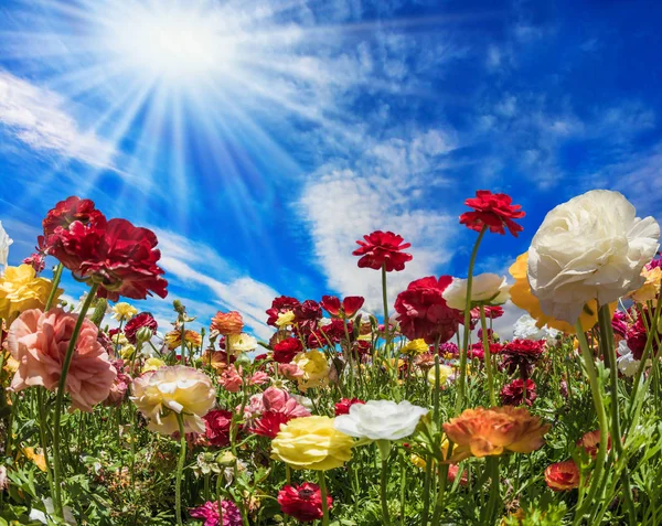 Ciel Bleu Les Nuages Clairs Sont Éclairés Par Soleil Chaud — Photo