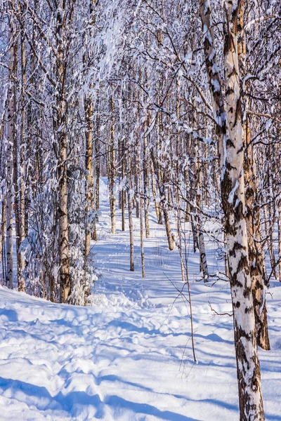 Air Froid Transparent Hiver Par Temps Givré Tremblaie Couverte Neige — Photo