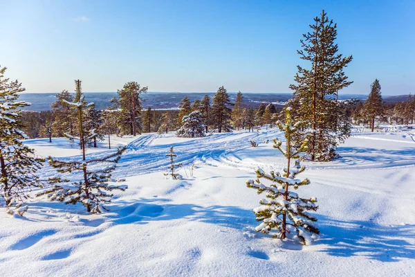 Fluffig Snö Fältet Vid Kanten Skogen Polcirkeln Lappland Begreppet Exotiska — Stockfoto