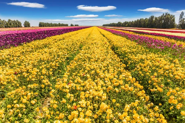 Das Riesige Feld Der Frühling Garten Ranunkeln Lange Streifen Gelber — Stockfoto