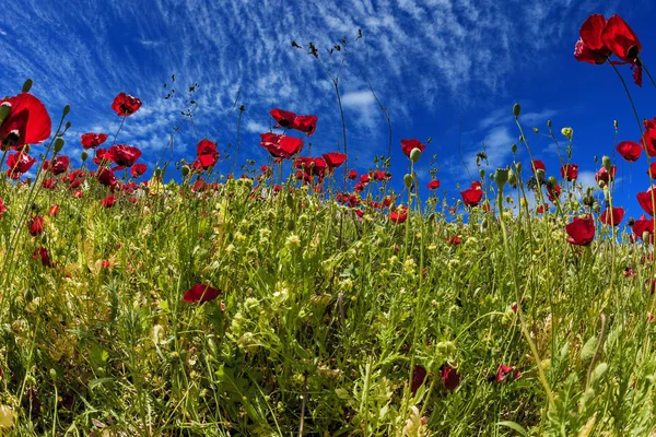 Light cirrus clouds in the blue spring sky. Early spring in Israel. Magnificent wildflowers - red anemones. Concept of ecological and rural tourism