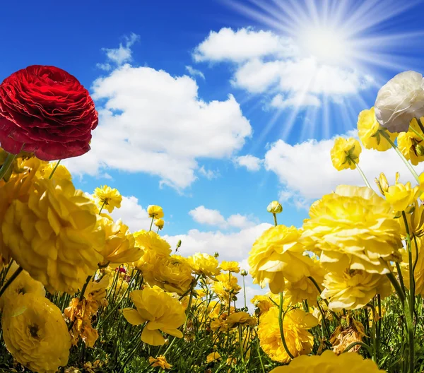 宏伟的大黄色花园毛茛 石龙芮在农田上绽放 浅积云在天空飞翔 5月温暖的一天 生态与乡村旅游概念 — 图库照片