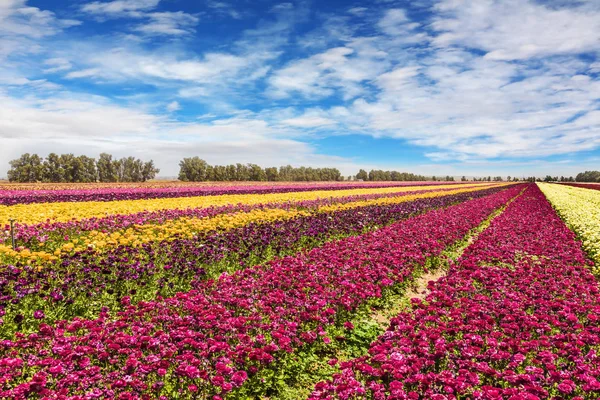 Maravilloso Cálido Día Mayo Las Flores Plantan Con Rayas Diferentes — Foto de Stock